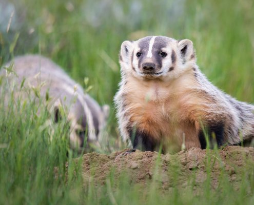 Two American badgers sit in a green grassland patch.