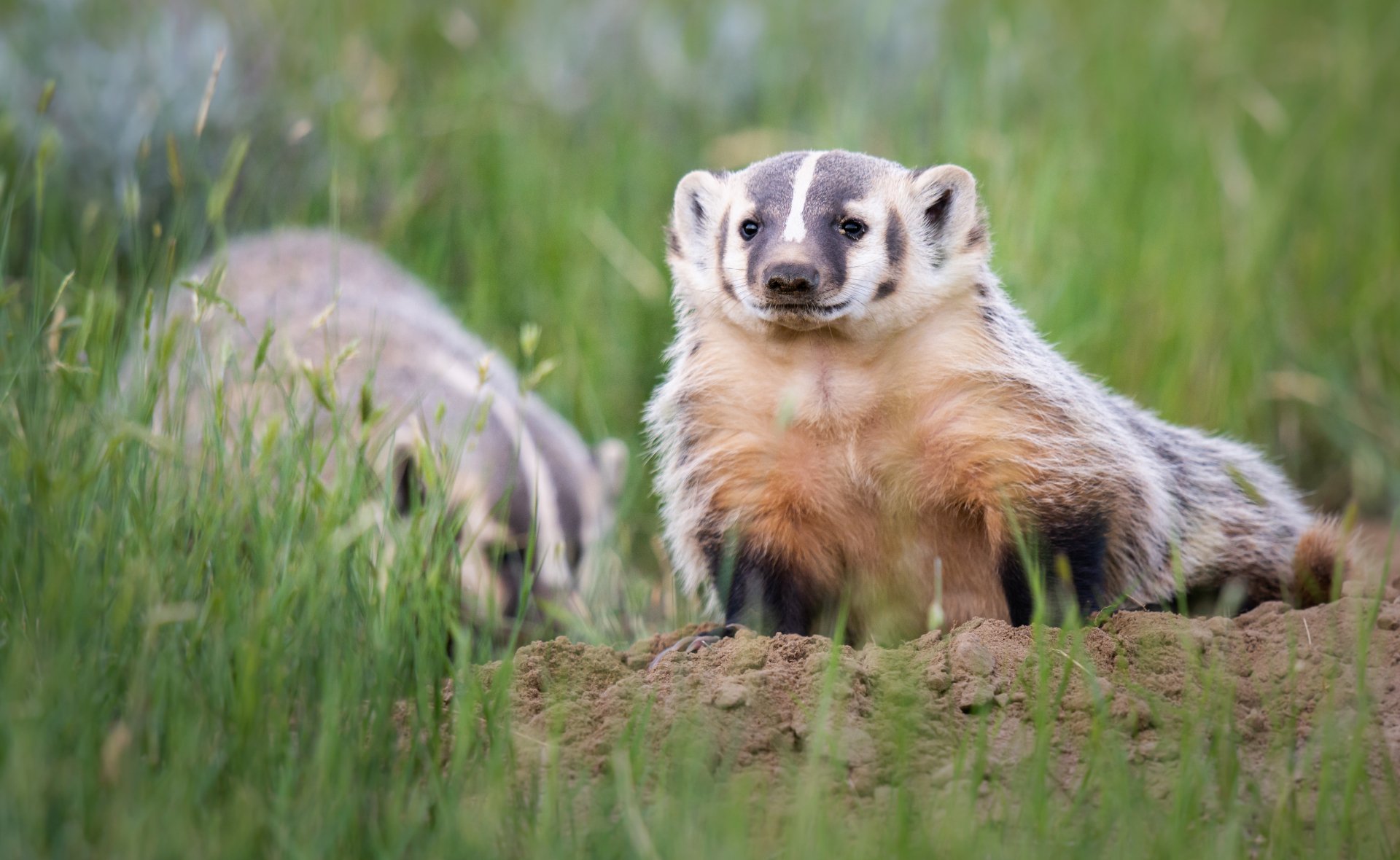 Two American badgers sit in a green grassland patch.
