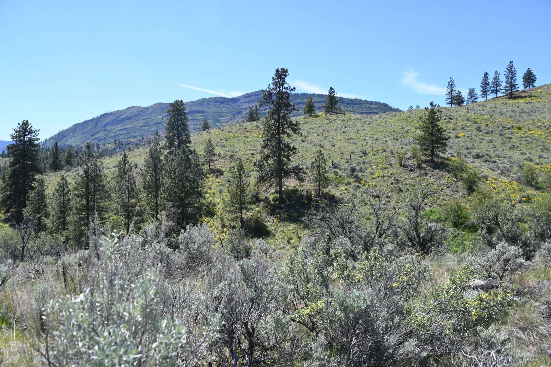 Native vegetation across a protected landscape