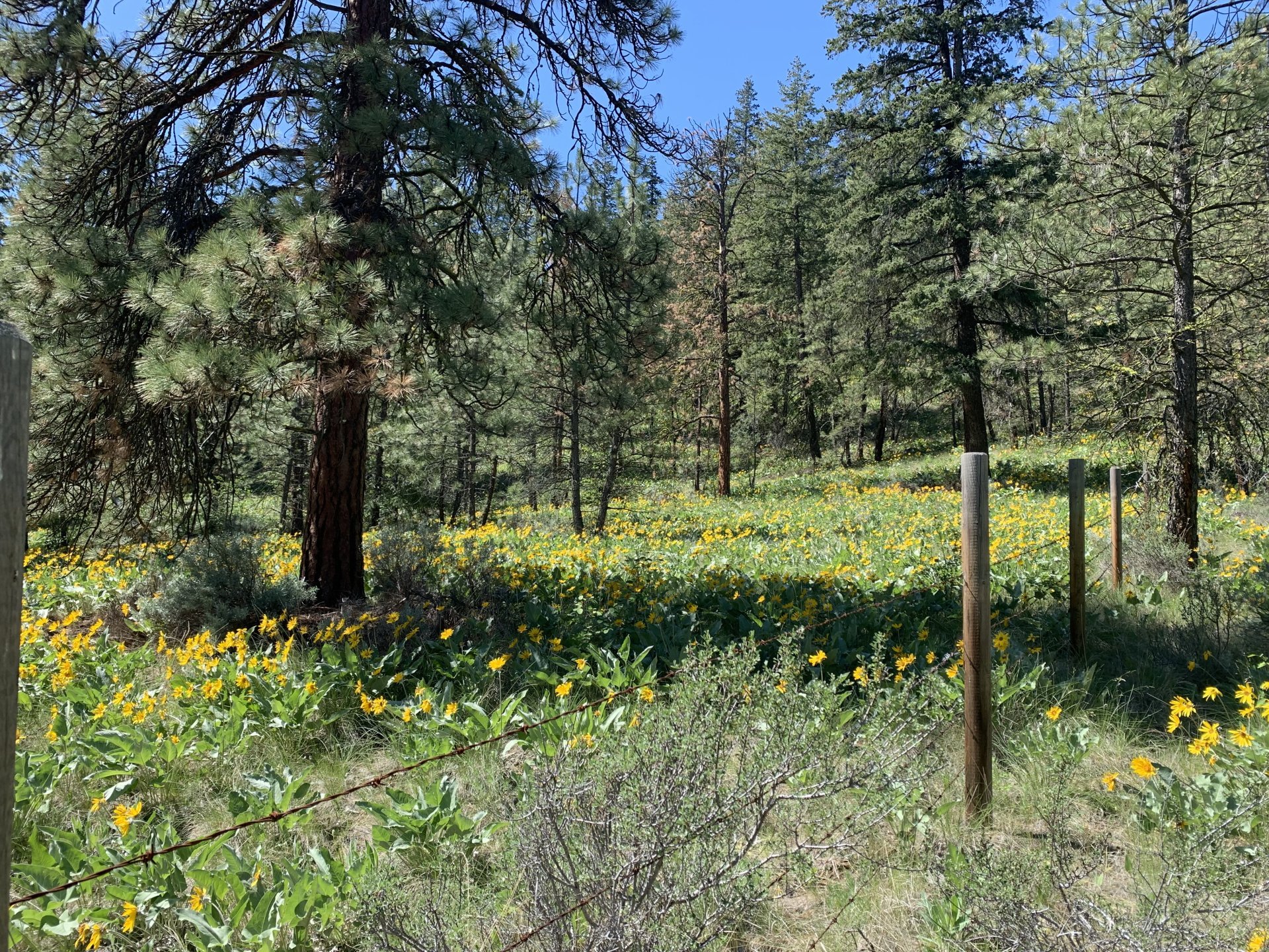 Rolling grassland hills and scattered conifers in the White Lake Basin