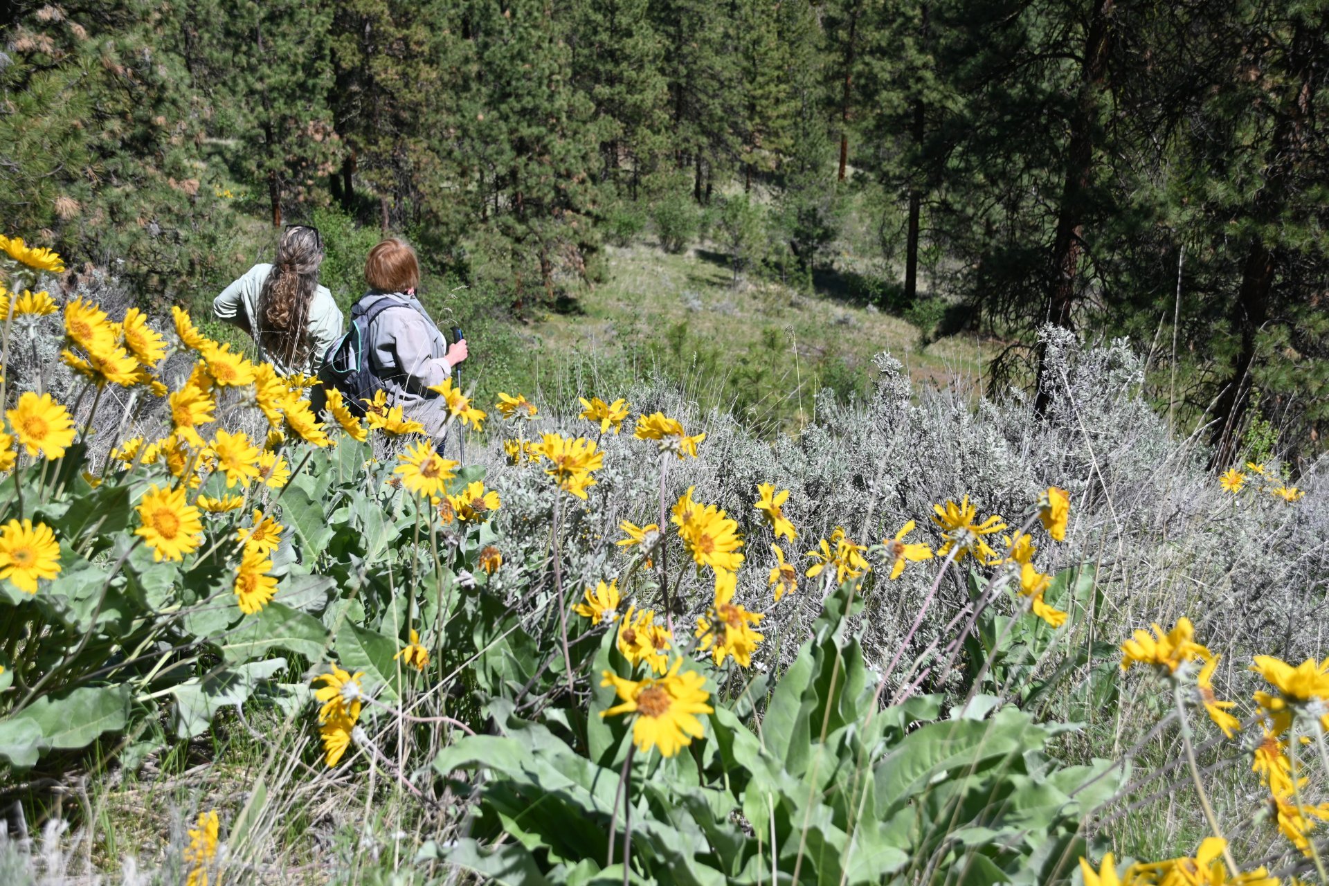 Two women overlook a grassland habitat and forested area while standing in a meadow of yellow flowers and shrubs.