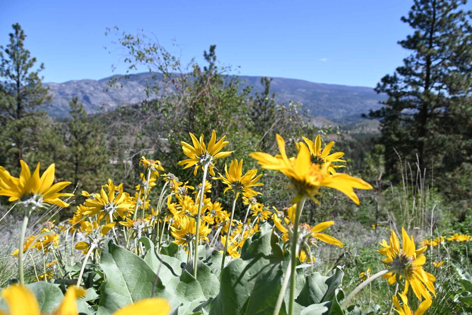 A photo taken from the grassland floor of several yellow flowers with mountains in the distance.