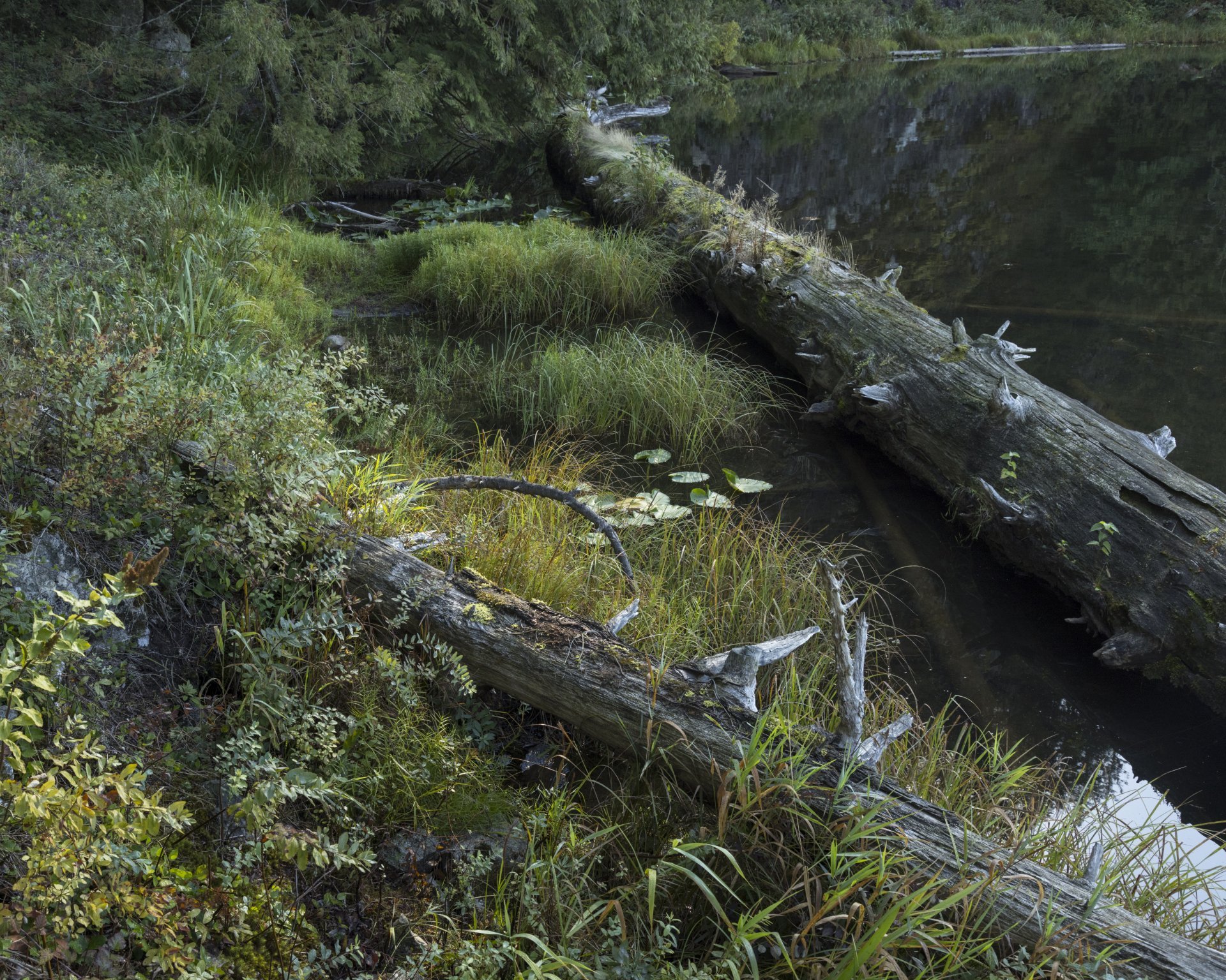 Native vegetation across a protected landscape