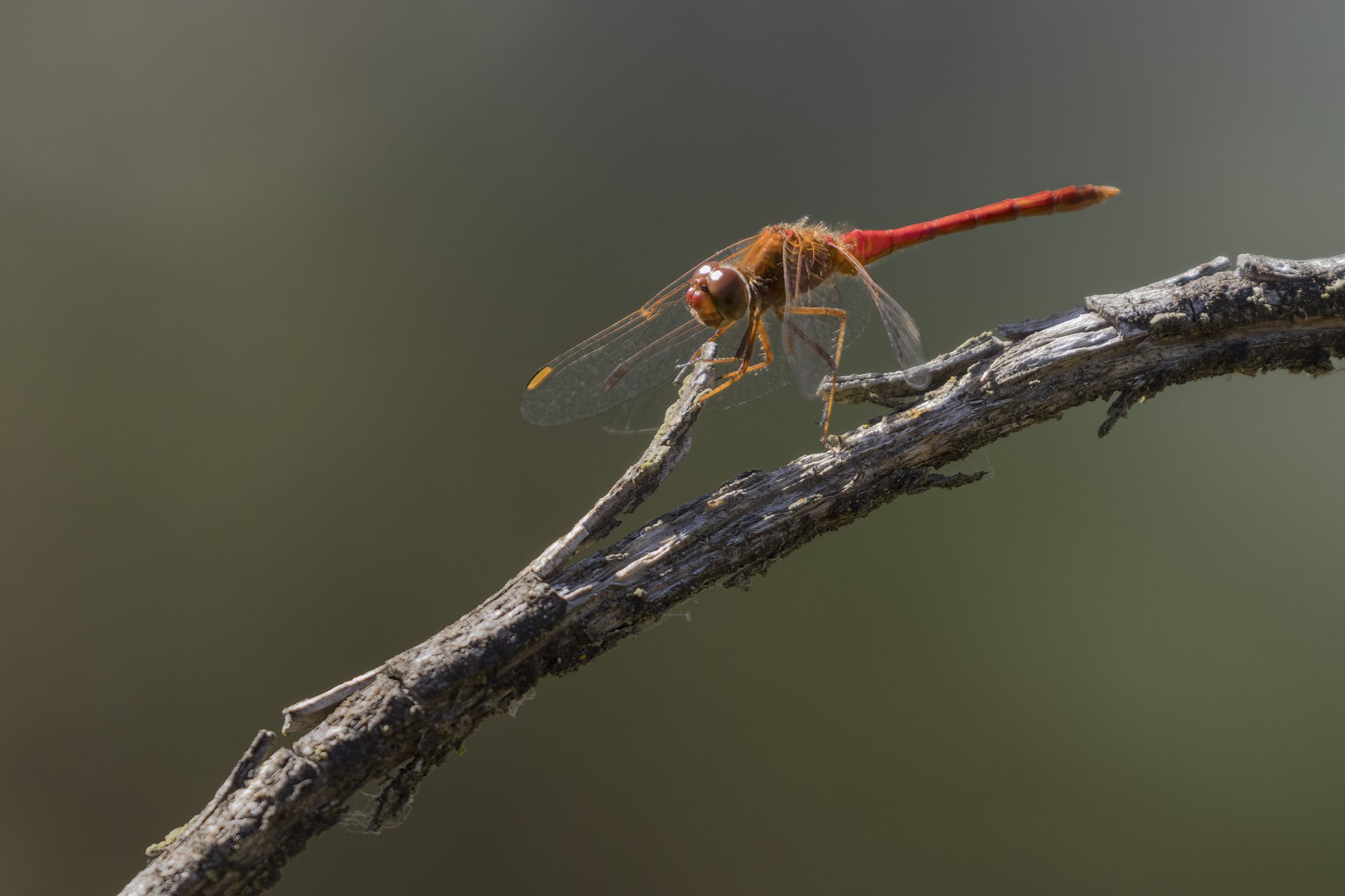 NTBC_08_HIRES A red dragonfly perches on a branch.