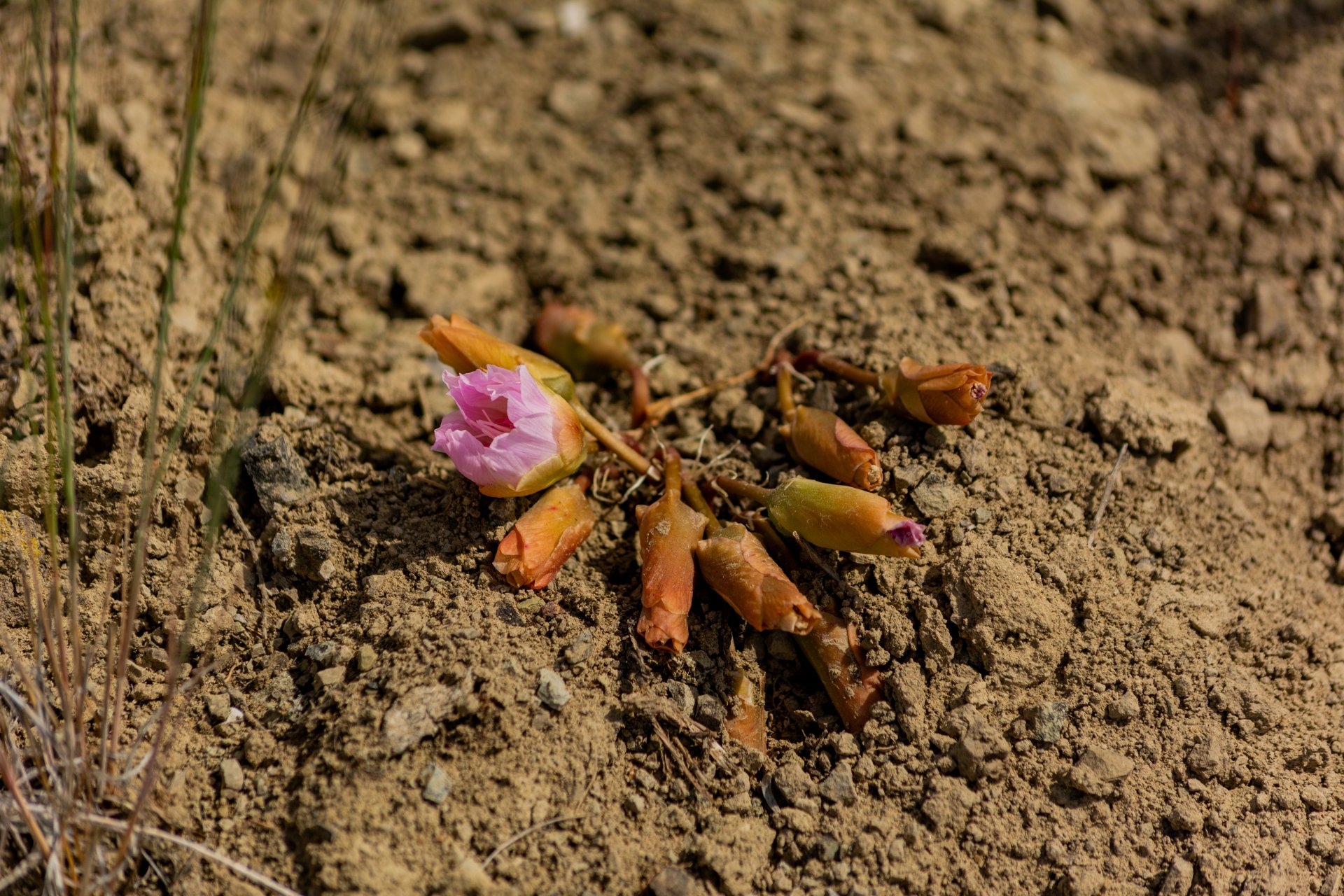 Wildflowers and native vegetation in an open landscape