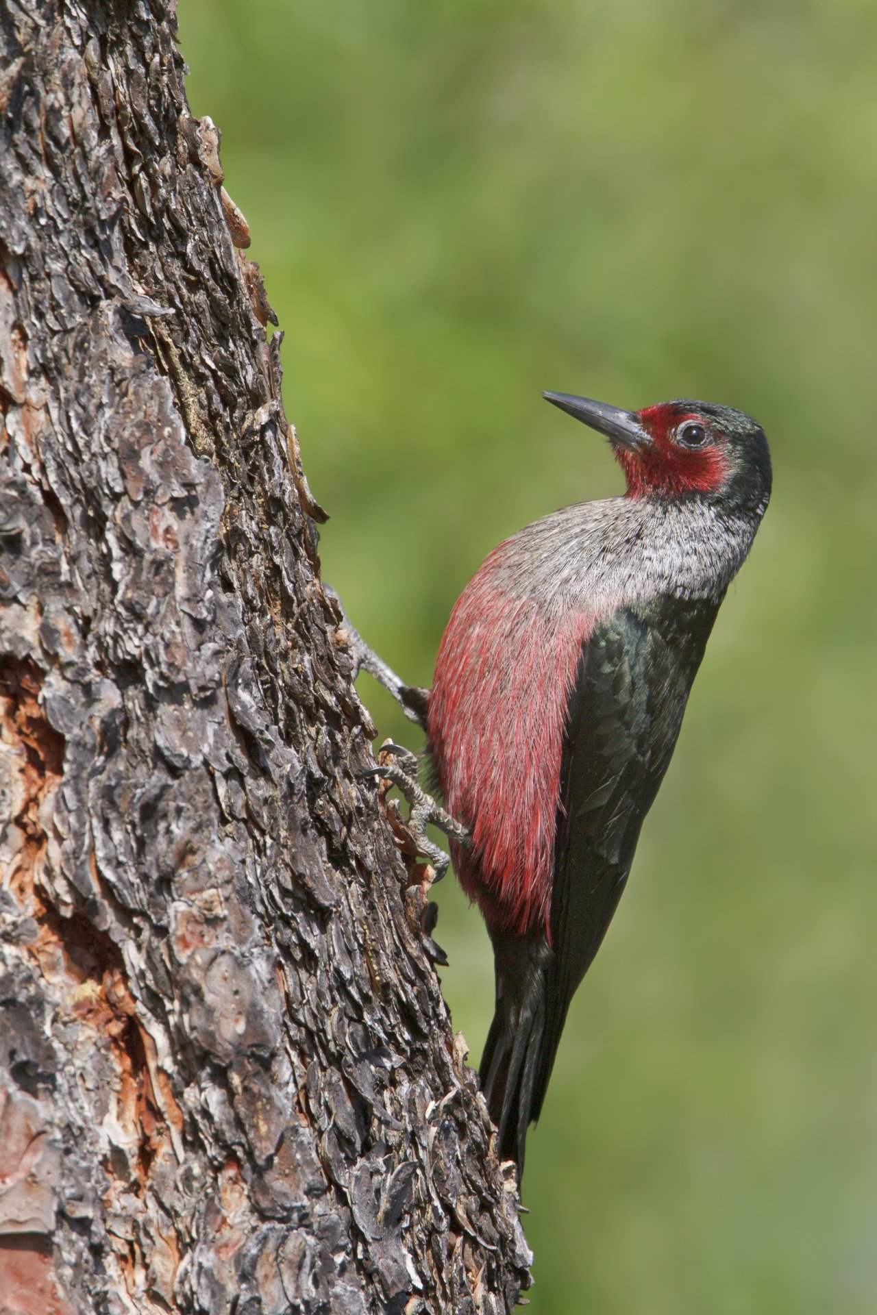 Lewis's Woodpecker (Melanerpes lewis)