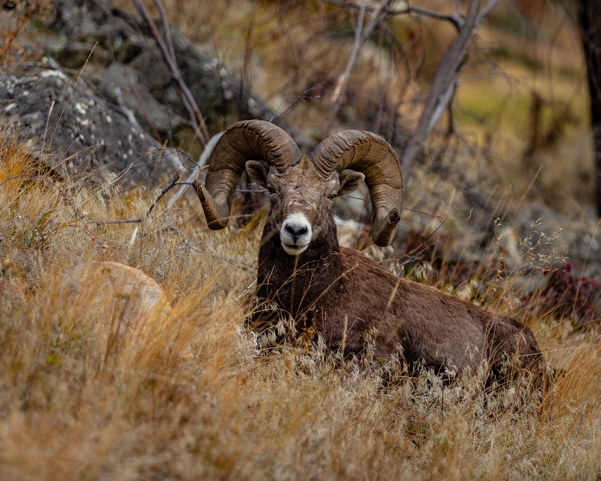Westside Sheep by Peter Gutsche (2)