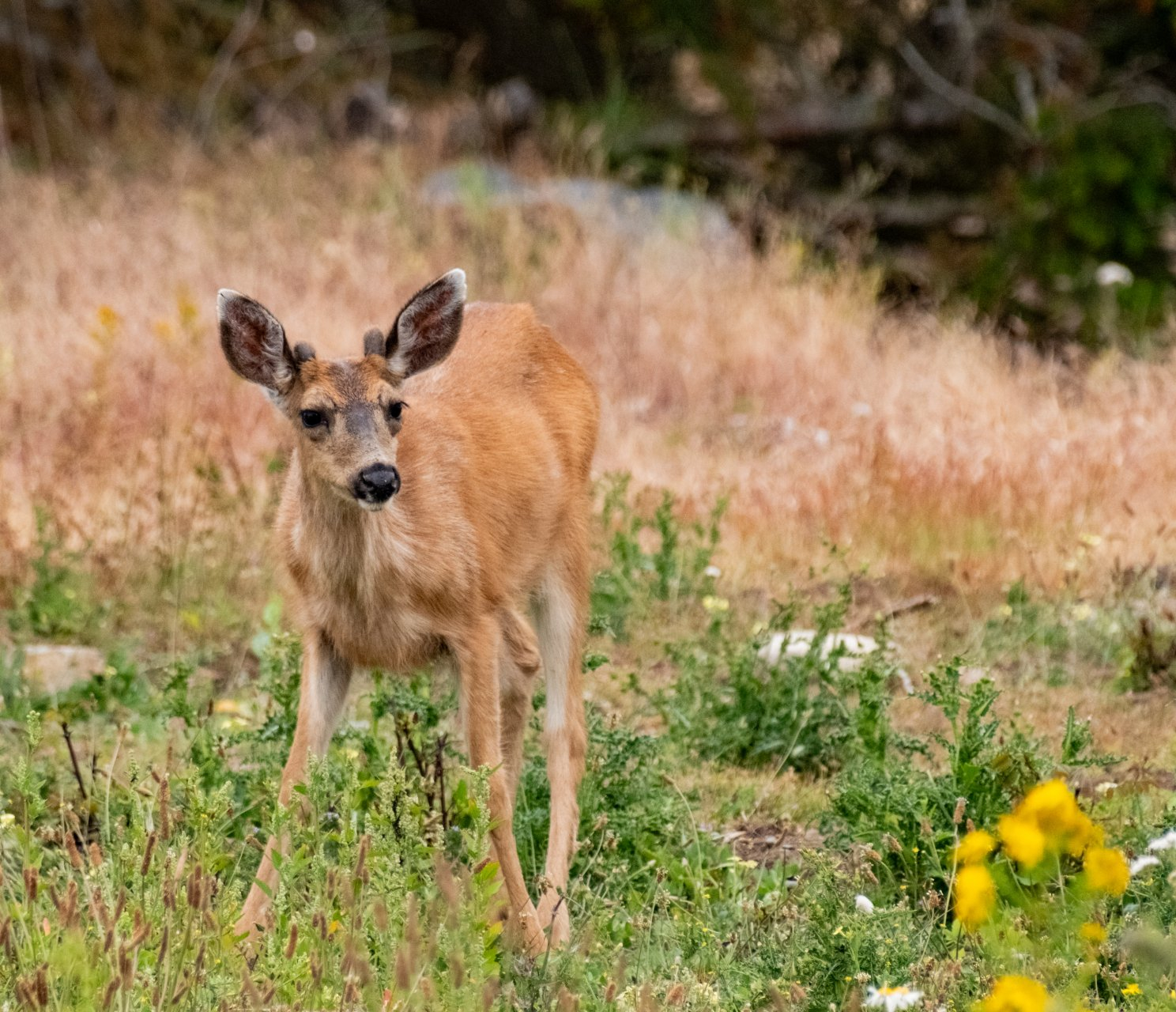 Wildflowers and native vegetation in an open landscape