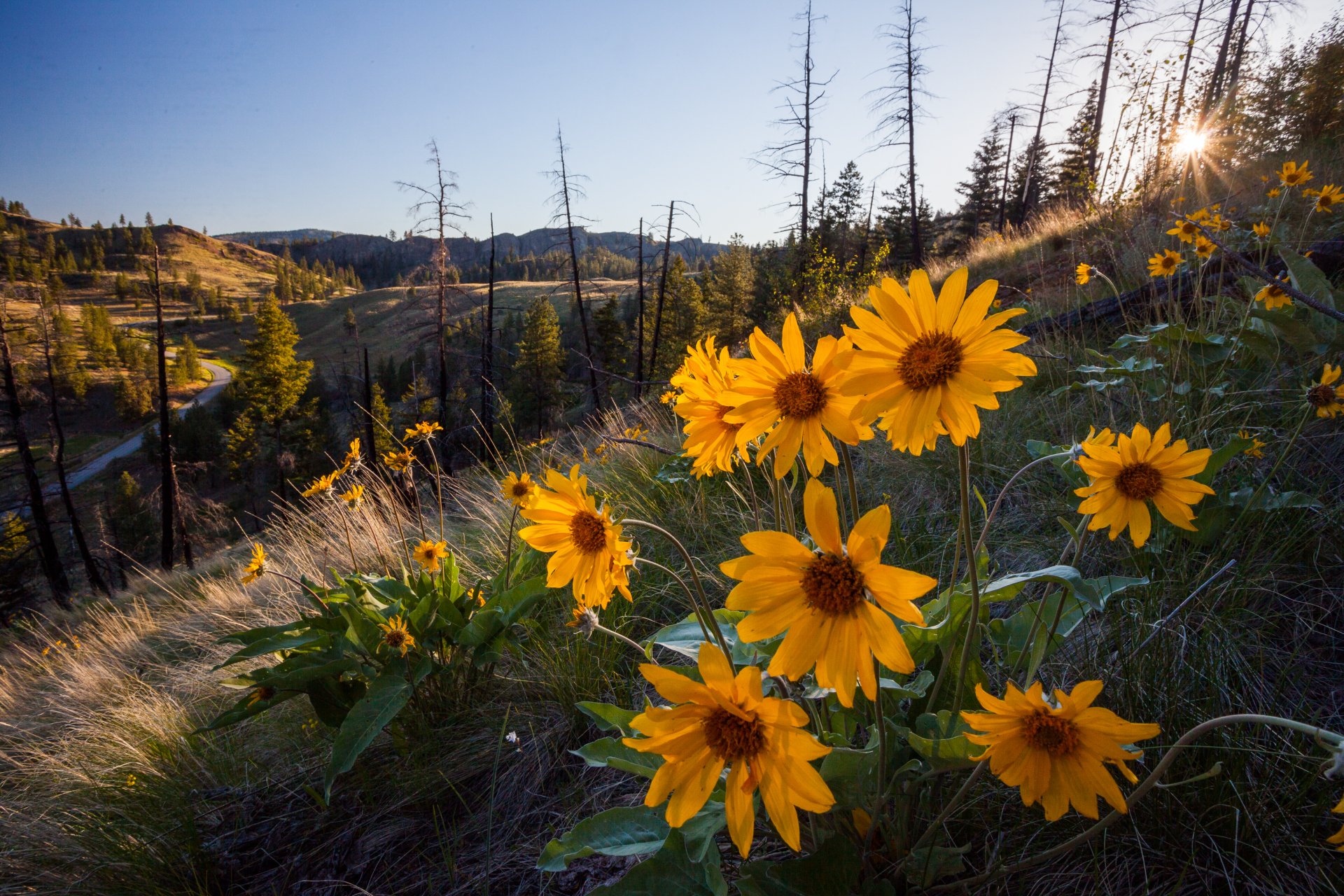 Native grassland and floodplain habitat near Okanagan Falls