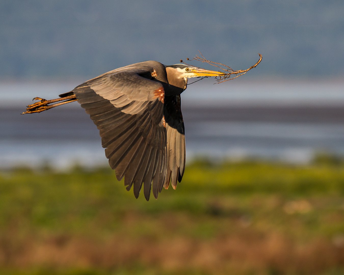 heron_flight
