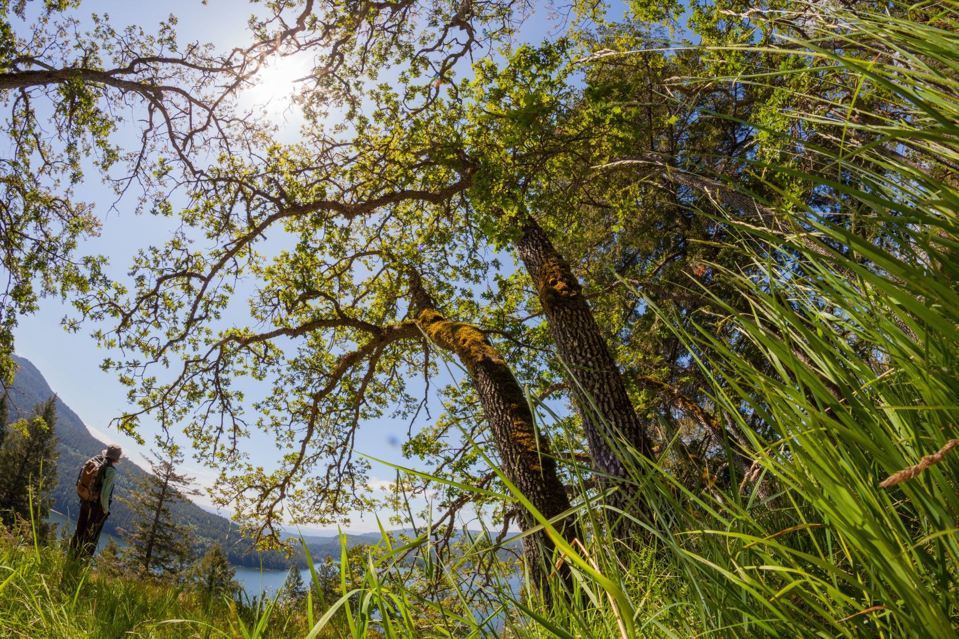 Garry Oak Meadows, Nature Trust Salt Spring Is., BC © Graham Osborne 3-C-237240