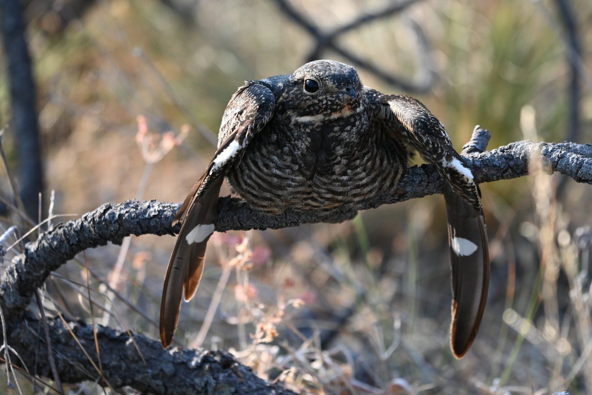 Common Nighhawk - (c) Alex Thomson