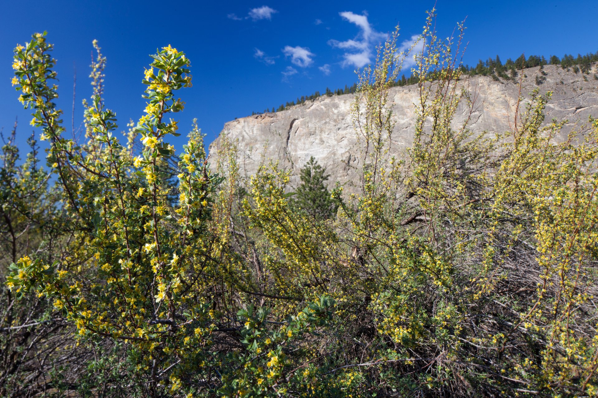 Antelope Brush ecosystem, South Okanagan, BC © Graham Osborne 3-I-130850