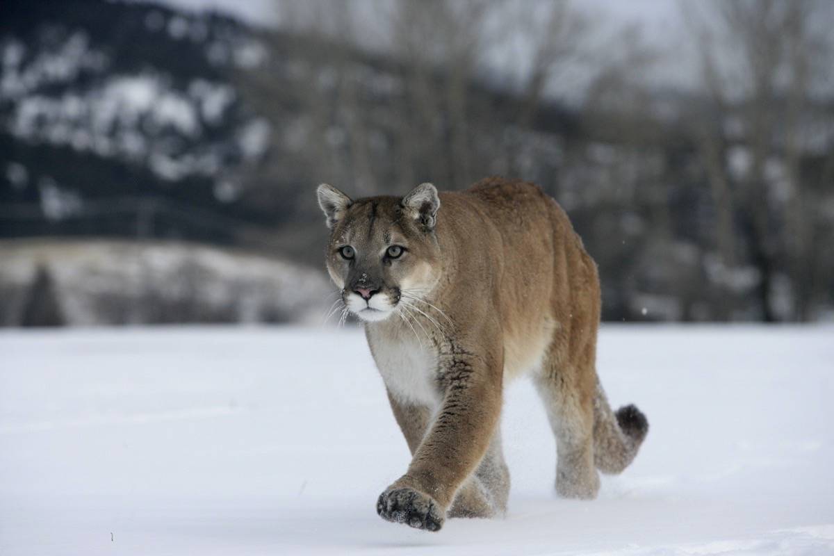 Cougar image from Nelson Star