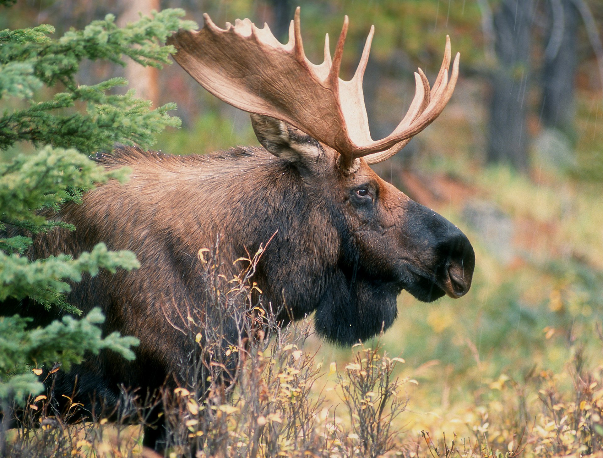 Bull Moose by Brian Hay