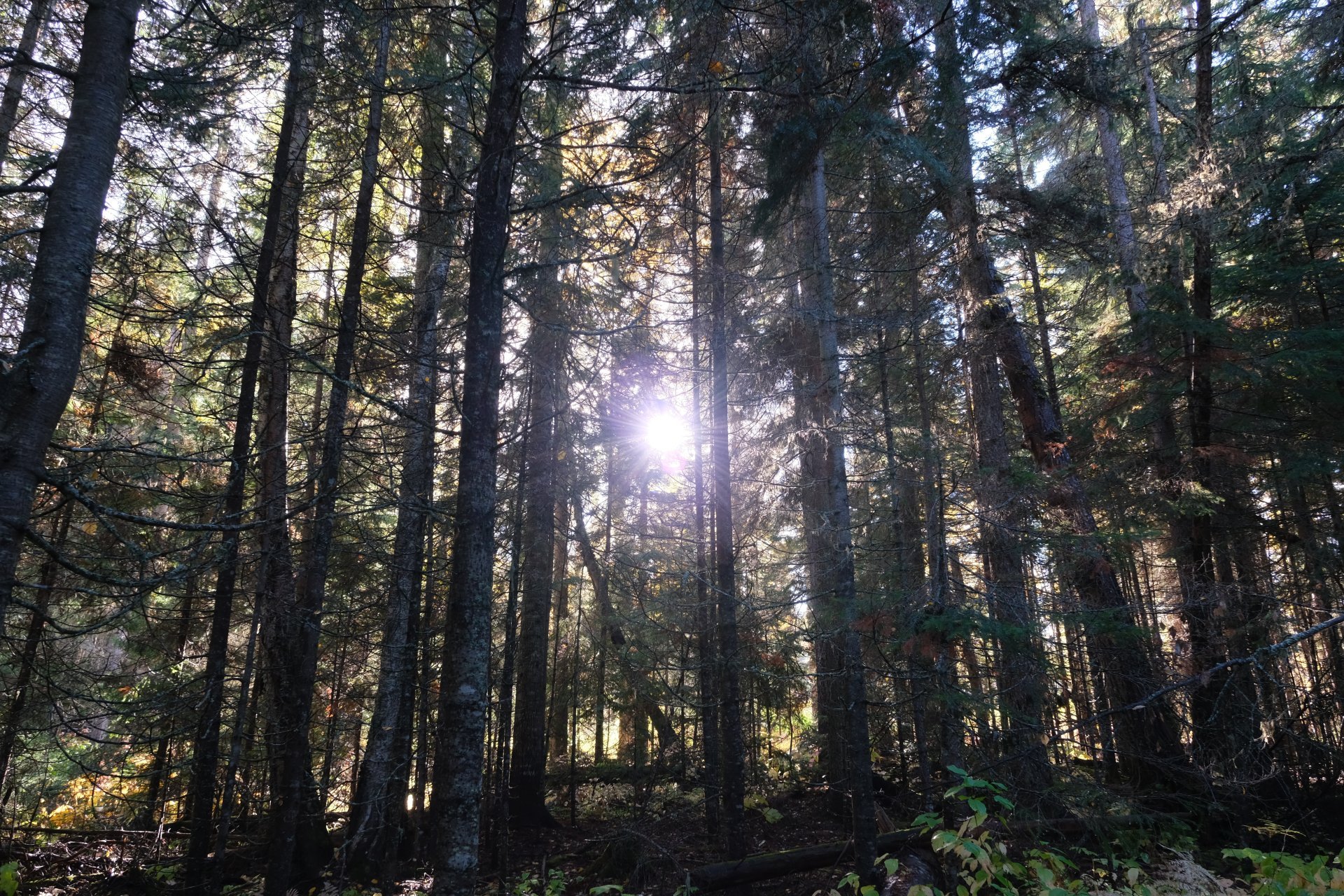DSCF9212