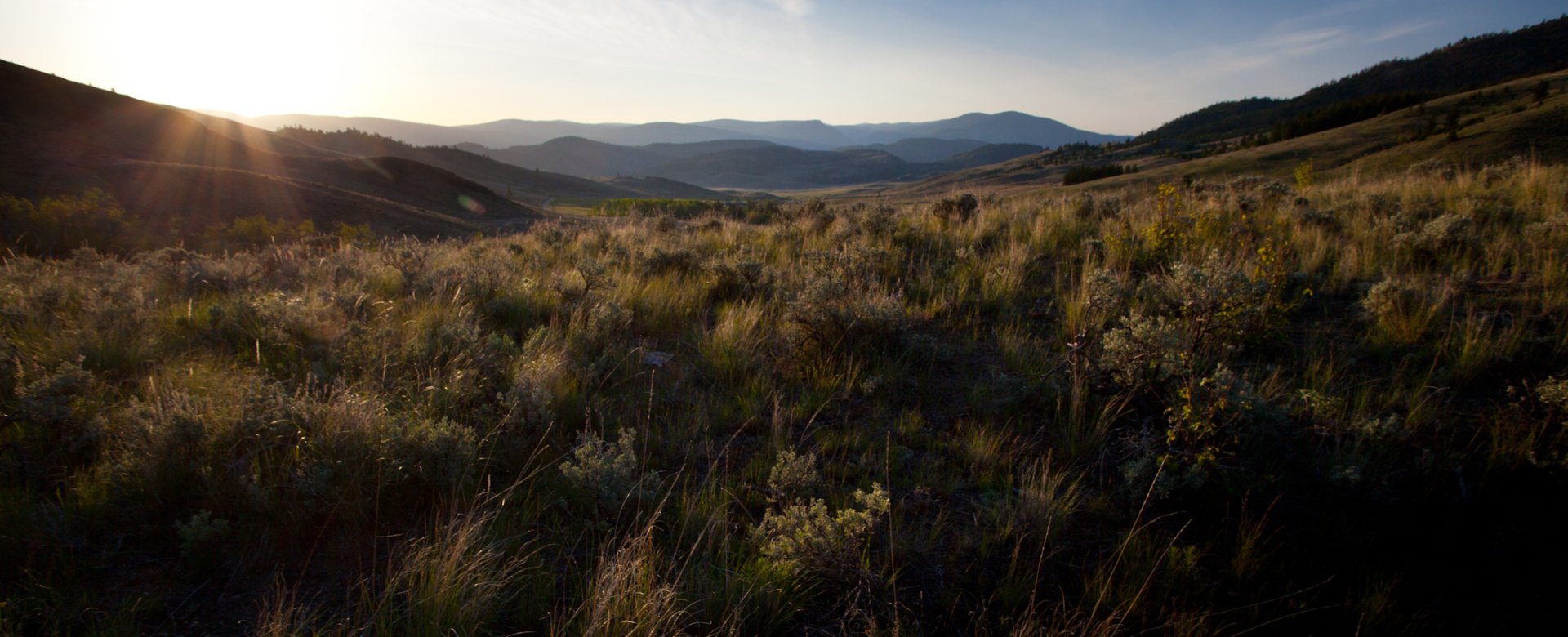 Rolling grassland hills and scattered conifers in the White Lake Basin