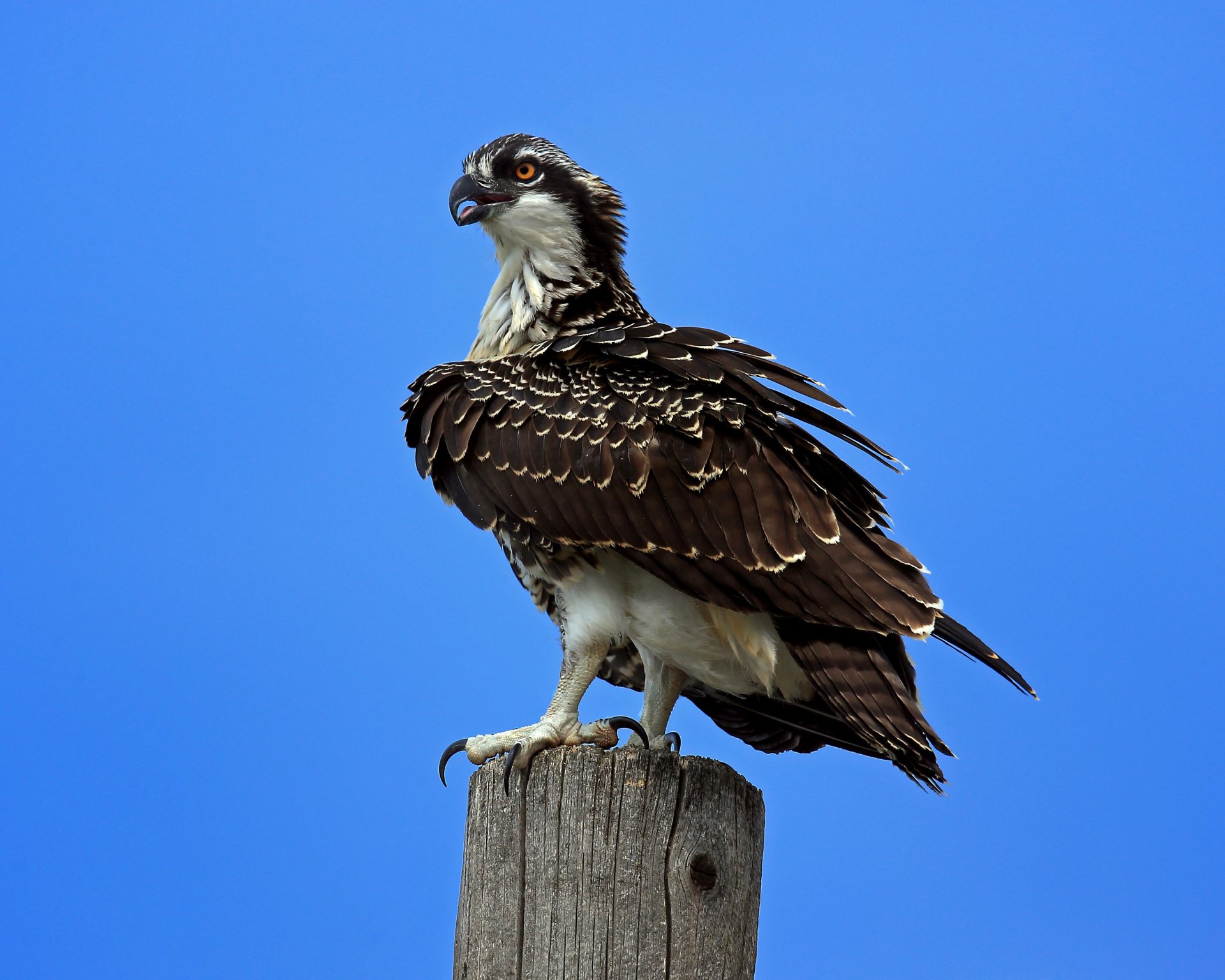Osprey (1)