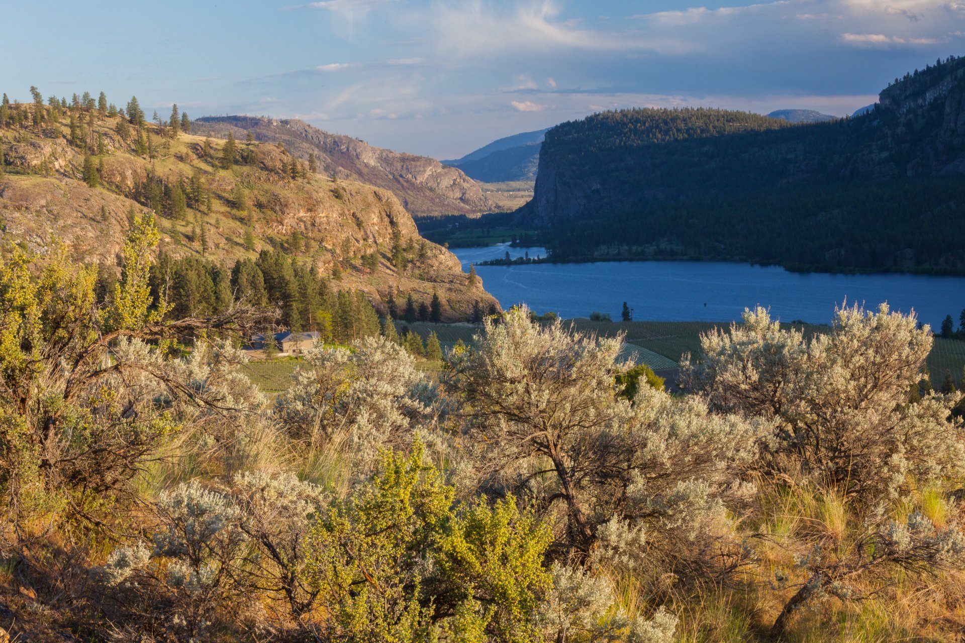 Vaseux Lake, NTBC S. Okanagan © Graham Osborne 3-Ia-332269