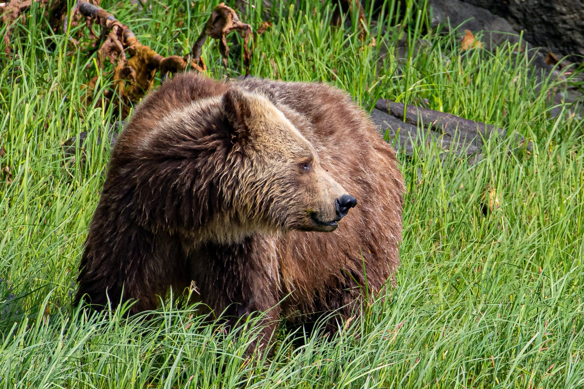 gle-grizzly02 (1)
