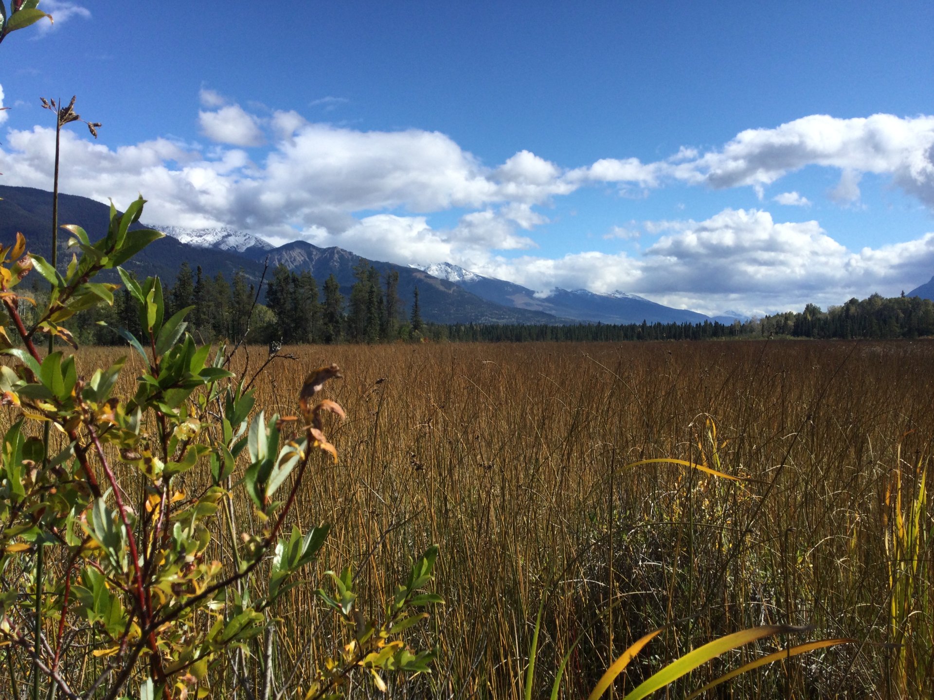Cranberry Marsh 2021 by Carl (2)