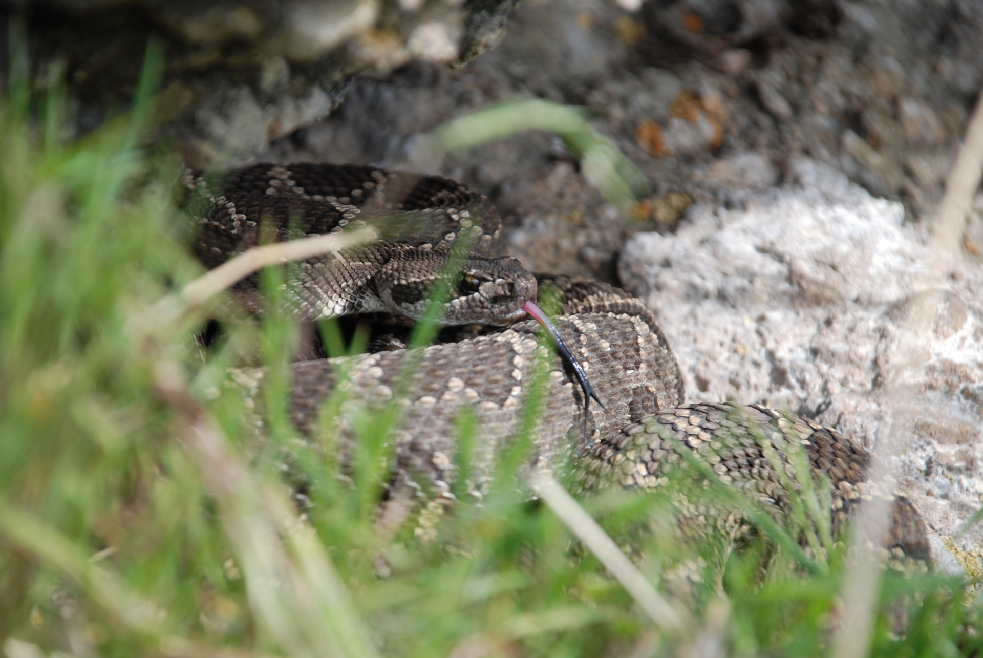 A rattlesnake resting among rocks